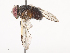  ( - CBG-A38559-D04)  @11 [ ] CreativeCommons - Attribution Share - Alike (2024) CBG Photography Group Centre for Biodiversity Genomics