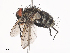  (Patelloa Malaise0427 - CBG-A38560-E10)  @11 [ ] CreativeCommons - Attribution Share - Alike (2024) CBG Photography Group Centre for Biodiversity Genomics