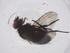  (Phytomyptera Malaise7588 - CBG-A39097-B08)  @11 [ ] CreativeCommons - Attribution Share - Alike (2024) Centre for Biodiversity Genomics Centre for Biodiversity Genomics