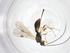  (Heterospilus Malaise9386 - CBG-A39102-H08)  @11 [ ] CreativeCommons - Attribution Share - Alike (2024) Centre for Biodiversity Genomics Centre for Biodiversity Genomics