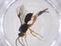  (Urosigalphus Malaise9788 - CBG-A39188-F07)  @11 [ ] CreativeCommons - Attribution Share - Alike (2024) Centre for Biodiversity Genomics Centre for Biodiversity Genomics