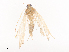  (Herpetogramma Malaise7371 - CBG-A40169-D10)  @11 [ ] CreativeCommons - Attribution Share - Alike (2024) CBG Photography Group Centre for Biodiversity Genomics