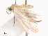  (Eois Malaise5267 - CBG-A40169-F06)  @11 [ ] CreativeCommons - Attribution Share - Alike (2024) CBG Photography Group Centre for Biodiversity Genomics