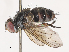 ( - CBG-A40171-G04)  @11 [ ] CreativeCommons - Attribution Share - Alike (2024) CBG Photography Group Centre for Biodiversity Genomics