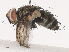 ( - CBG-A40171-G05)  @11 [ ] CreativeCommons - Attribution Share - Alike (2024) CBG Photography Group Centre for Biodiversity Genomics