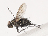  ( - CBG-A40171-G07)  @11 [ ] CreativeCommons - Attribution Share - Alike (2024) CBG Photography Group Centre for Biodiversity Genomics