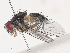  ( - CBG-A40171-G12)  @11 [ ] CreativeCommons - Attribution Share - Alike (2024) CBG Photography Group Centre for Biodiversity Genomics