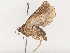  ( - CBG-A40172-C02)  @11 [ ] CreativeCommons - Attribution Share - Alike (2024) CBG Photography Group Centre for Biodiversity Genomics