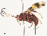  ( - CBG-A40172-G01)  @11 [ ] CreativeCommons - Attribution Share - Alike (2024) CBG Photography Group Centre for Biodiversity Genomics
