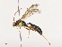  ( - CBG-A41762-G03)  @11 [ ] CreativeCommons - Attribution Share - Alike (2024) CBG Photography Group Centre for Biodiversity Genomics