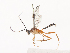  ( - CBG-A41764-G10)  @11 [ ] CreativeCommons - Attribution Share - Alike (2024) CBG Photography Group Centre for Biodiversity Genomics