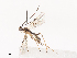  ( - CBG-A41765-D12)  @11 [ ] CreativeCommons - Attribution Share - Alike (2024) CBG Photography Group Centre for Biodiversity Genomics