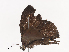 ( - CBG-A41785-F04)  @11 [ ] CreativeCommons - Attribution Share - Alike (2024) CBG Photography Group Centre for Biodiversity Genomics