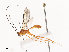  (Dolichozele malaise0779 - CBG-A41787-C11)  @11 [ ] CreativeCommons - Attribution Share - Alike (2024) CBG Photography Group Centre for Biodiversity Genomics