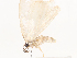  ( - CBG-A41788-B01)  @11 [ ] CreativeCommons - Attribution Share - Alike (2024) CBG Photography Group Centre for Biodiversity Genomics