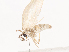  ( - CBG-A41788-B03)  @11 [ ] CreativeCommons - Attribution Share - Alike (2024) CBG Photography Group Centre for Biodiversity Genomics