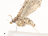  ( - CBG-A41788-C02)  @11 [ ] CreativeCommons - Attribution Share - Alike (2024) CBG Photography Group Centre for Biodiversity Genomics