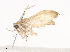  (Antaeotricha Malaise1139 - CBG-A41788-C05)  @11 [ ] CreativeCommons - Attribution Share - Alike (2024) CBG Photography Group Centre for Biodiversity Genomics