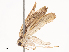  ( - CBG-A41788-E05)  @11 [ ] CreativeCommons - Attribution Share - Alike (2024) CBG Photography Group Centre for Biodiversity Genomics