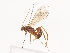  ( - CBG-A41789-H03)  @11 [ ] CreativeCommons - Attribution Share - Alike (2024) CBG Photography Group Centre for Biodiversity Genomics