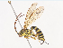  ( - CBG-A41790-C02)  @11 [ ] CreativeCommons - Attribution Share - Alike (2024) CBG Photography Group Centre for Biodiversity Genomics