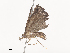 ( - CBG-A41791-G07)  @11 [ ] CreativeCommons - Attribution Share - Alike (2024) CBG Photography Group Centre for Biodiversity Genomics
