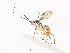  ( - CBG-A41792-D12)  @11 [ ] CreativeCommons - Attribution Share - Alike (2024) CBG Photography Group Centre for Biodiversity Genomics