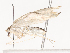  ( - CBG-A41905-A09)  @11 [ ] CreativeCommons - Attribution Share - Alike (2024) CBG Photography Group Centre for Biodiversity Genomics