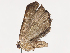  ( - CBG-A41905-A11)  @11 [ ] CreativeCommons - Attribution Share - Alike (2024) CBG Photography Group Centre for Biodiversity Genomics