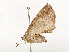  ( - CBG-A54421-B12)  @11 [ ] CreativeCommons - Attribution Share - Alike (2024) CBG Photography Group Centre for Biodiversity Genomics