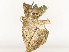  ( - CBG-A54421-C11)  @11 [ ] CreativeCommons - Attribution Share - Alike (2024) CBG Photography Group Centre for Biodiversity Genomics