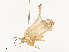  ( - CBG-A54422-A09)  @11 [ ] CreativeCommons - Attribution Share - Alike (2024) CBG Photography Group Centre for Biodiversity Genomics