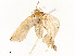  ( - CBG-A54422-C06)  @11 [ ] CreativeCommons - Attribution Share - Alike (2024) CBG Photography Group Centre for Biodiversity Genomics