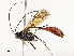  ( - CBG-A54423-A04)  @11 [ ] CreativeCommons - Attribution Share-Alike (2024) CBG Photography Group Centre for Biodiversity Genomics