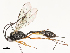  ( - CBG-A54424-B02)  @11 [ ] CreativeCommons - Attribution Share - Alike (2024) CBG Photography Group Centre for Biodiversity Genomics