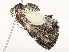  (Erateina Malaise1175 - CBG-A54424-F10)  @11 [ ] CreativeCommons - Attribution Share - Alike (2024) CBG Photography Group Centre for Biodiversity Genomics