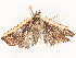  ( - CBG-A54431-E11)  @11 [ ] CreativeCommons - Attribution Share - Alike (2024) CBG Photography Group Centre for Biodiversity Genomics