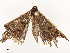  ( - CBG-A54431-E12)  @11 [ ] CreativeCommons - Attribution Share - Alike (2024) CBG Photography Group Centre for Biodiversity Genomics