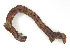  ( - CBG-A54431-H09)  @11 [ ] CreativeCommons - Attribution (2024) CBG Photography Group Centre for Biodiversity Genomics