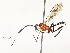  ( - CBG-A54432-H07)  @11 [ ] CreativeCommons - Attribution Share - Alike (2024) CBG Photography Group Centre for Biodiversity Genomics