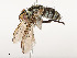  ( - CBG-A54475-A06)  @11 [ ] CreativeCommons - Attribution Share - Alike (2024) CBG Photography Group Centre for Biodiversity Genomics