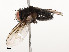  ( - CBG-A54475-B11)  @11 [ ] CreativeCommons - Attribution Share - Alike (2024) CBG Photography Group Centre for Biodiversity Genomics