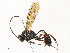  (Microcharops MIC-66 - CBG-A54476-B09)  @11 [ ] CreativeCommons - Attribution Share - Alike (2024) CBG Photography Group Centre for Biodiversity Genomics