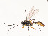  ( - CBG-A54476-C05)  @11 [ ] CreativeCommons - Attribution Share - Alike (2024) CBG Photography Group Centre for Biodiversity Genomics