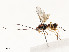  ( - CBG-A54476-C11)  @11 [ ] CreativeCommons - Attribution Share - Alike (2024) CBG Photography Group Centre for Biodiversity Genomics