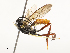  (Cryptophion inaequalipesDHJ02 - CBG-A54479-C09)  @11 [ ] CreativeCommons - Attribution Share - Alike (2024) CBG Photography Group Centre for Biodiversity Genomics