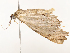  (Melanolophia Malaise4943 - CBG-A54479-F09)  @11 [ ] CreativeCommons - Attribution Share - Alike (2024) CBG Photography Group Centre for Biodiversity Genomics