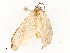  ( - CBG-A54479-G04)  @11 [ ] CreativeCommons - Attribution Share - Alike (2024) CBG Photography Group Centre for Biodiversity Genomics