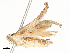  ( - CBG-A54480-B03)  @11 [ ] CreativeCommons - Attribution Share - Alike (2024) CBG Photography Group Centre for Biodiversity Genomics