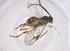  (Hypomicrogaster Janzen15 - CBG-A54593-D07)  @11 [ ] CreativeCommons - Attribution Share - Alike (2024) Centre for Biodiversity Genomics Centre for Biodiversity Genomics